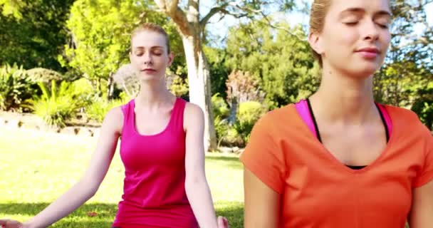 Women performing yoga in park — Stock Video