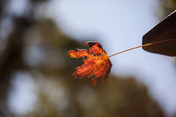 Foglia di autunno a parco — Foto Stock