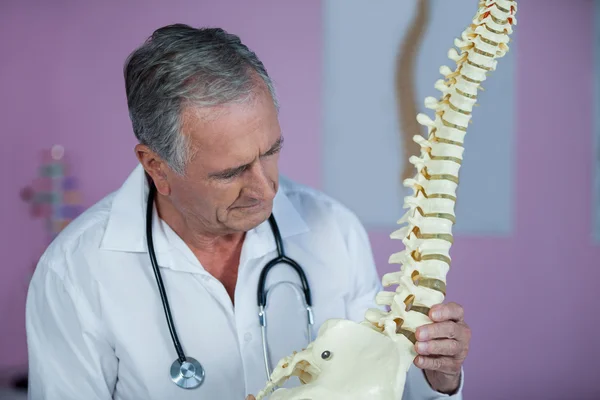 Physiotherapist examining a spine model — Stock Photo, Image