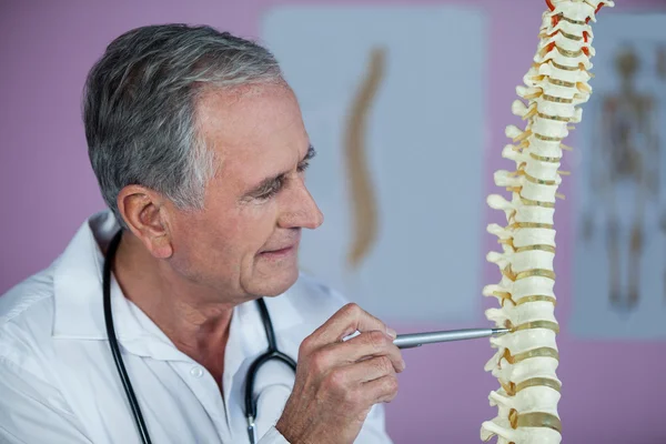 Fisioterapeuta examinando un modelo de columna vertebral — Foto de Stock