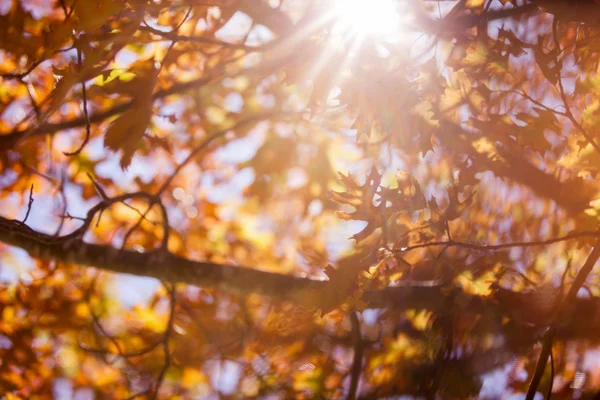 Herbstbäume bei sonnigem Tag — Stockfoto