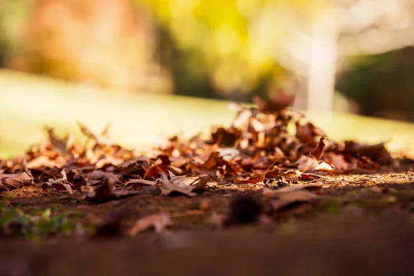 Livello superficiale colpo di foglie autunnali — Foto Stock