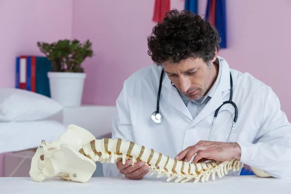 Fisioterapista che esamina un modello di colonna vertebrale — Foto Stock