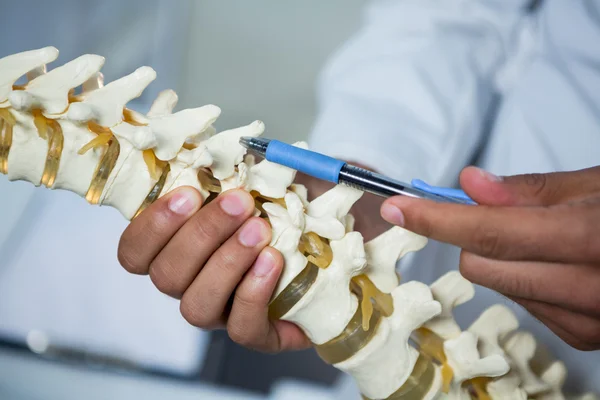 Physiotherapist pointing at spine model