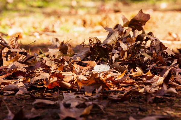 Foglie sul campo durante l'autunno — Foto Stock