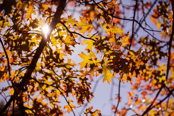 Plan plein cadre des arbres — Photo