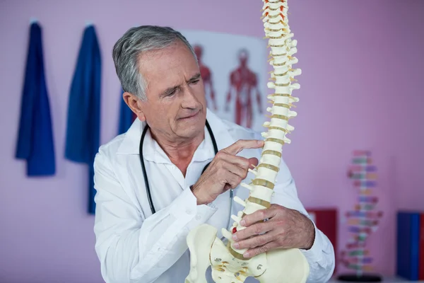 Fisioterapeuta examinando um modelo de coluna — Fotografia de Stock