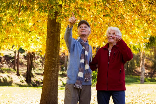 Senior para wskazując coś — Zdjęcie stockowe