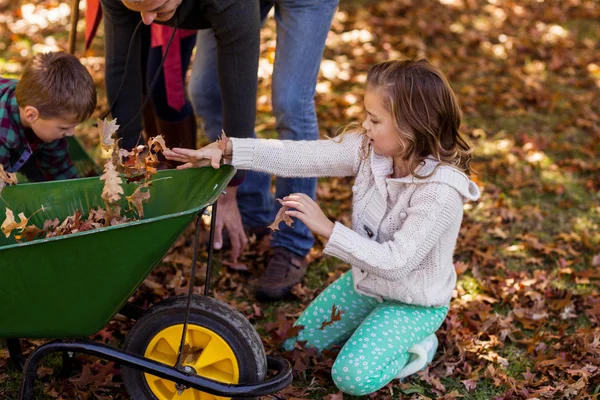 Children picking up autumn leaves with parents — Stock Photo, Image