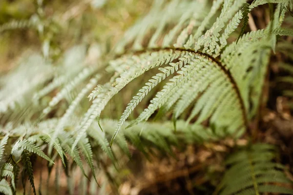 Folhas verdes na floresta — Fotografia de Stock