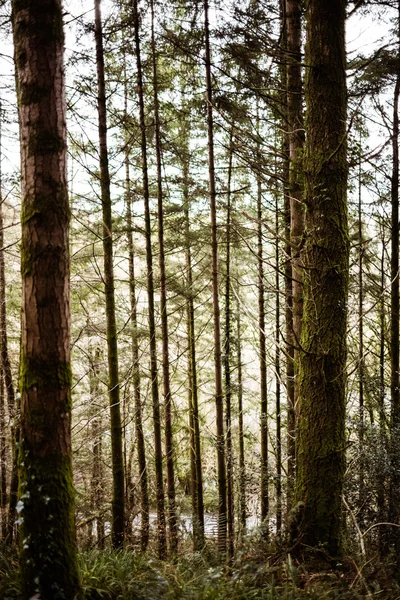 Schöne grüne Bäume im Wald — Stockfoto