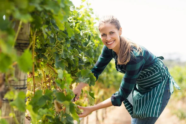 Young woman harvester working — Stock Photo, Image