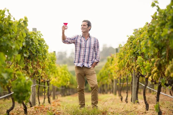 Viticoltore maschio guardando un bicchiere di vino — Foto Stock