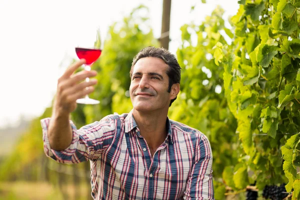 Винодел смотрит на бокал вина — стоковое фото