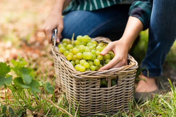 Woman harvester with a basket of grapes — Stock Photo, Image