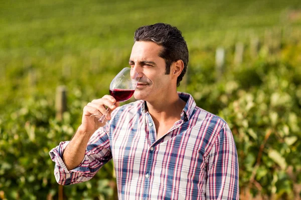 Мужчина винодел, пьющий вино — стоковое фото