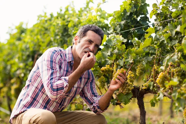 Viticoltore maschio che mangia uva — Foto Stock