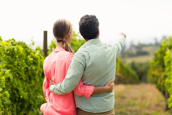 Pareja de pie en el viñedo y apuntando a la naturaleza — Foto de Stock