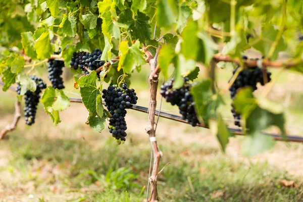 Виноградник с спелым виноградом — стоковое фото