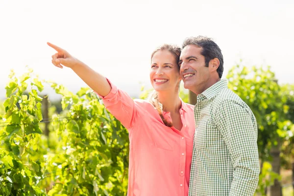 Пара стоїть у винограднику — стокове фото