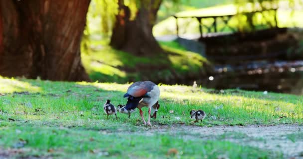 Duck and baby ducks eating grass — Stockvideo