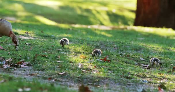 Duck and baby ducks eating grass — Αρχείο Βίντεο