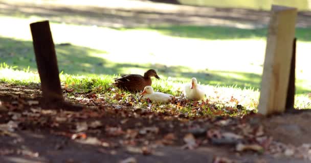 Duck and baby ducks eating grass — Stockvideo