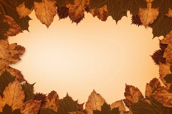 Modèle de feuilles d'automne — Photo