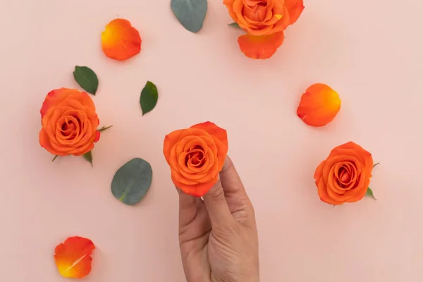 Πρόσωπο Πορτοκαλί Τριαντάφυλλα Και Πορτοκαλί Τριαντάφυλλα Ροζ Φόντο Λουλούδι Φύση — Φωτογραφία Αρχείου