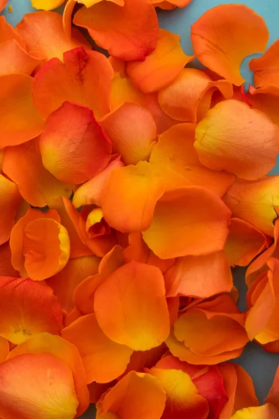 Primo Piano Petali Rosa Arancione Sfondo Blu San Valentino Romanticismo — Foto Stock