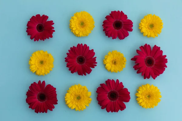 Κίτρινα Και Κόκκινα Λουλούδια Gerbera Τοποθετημένα Σειρές Μπλε Φόντο Άνοιξη — Φωτογραφία Αρχείου