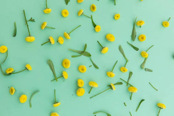 Plusieurs Fleurs Feuilles Jaunes Éparpillées Sur Fond Vert Fleur Printemps — Photo