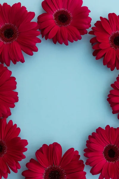 Κόκκινα Λουλούδια Gerbera Τοποθετημένα Κύκλο Μπλε Φόντο Άνοιξη Λουλουδιών Καλοκαίρι — Φωτογραφία Αρχείου