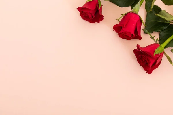 Tres Rosas Rojas Esquina Superior Derecha Sobre Fondo Rosa Celebración —  Fotos de Stock