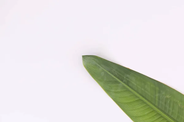 Grünes Blatt Unten Rechts Auf Weißem Hintergrund Natur Frühling Sommer — Stockfoto