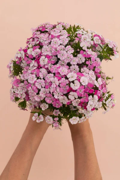 Person Mit Einem Strauß Rosa Blumen Auf Rosa Hintergrund Liegend — Stockfoto