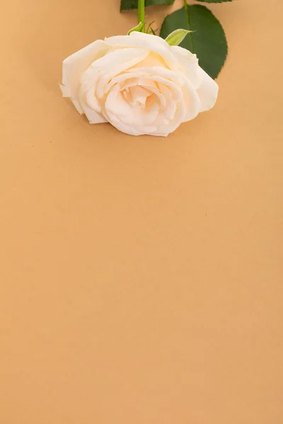 Biała Róża Górze Pomarańczowym Tle Przestrzenią Poniżej Uroczystość Romans Kwiat — Zdjęcie stockowe