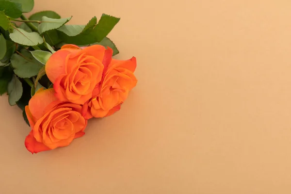 Tres Rosas Naranjas Frescas Sobre Fondo Naranja Celebración Romance Flor —  Fotos de Stock