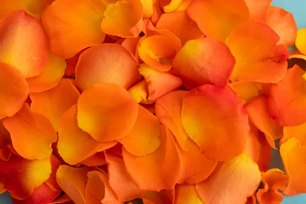 Zamknij Pomarańczowe Płatki Róż Niebieskim Tle Walentynki Romans Miłość Kwiat — Zdjęcie stockowe