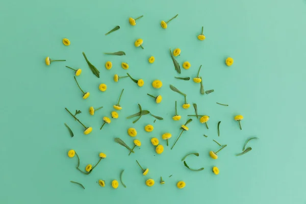 Múltiples Flores Amarillas Hojas Dispersas Sobre Fondo Verde Flor Primavera — Foto de Stock