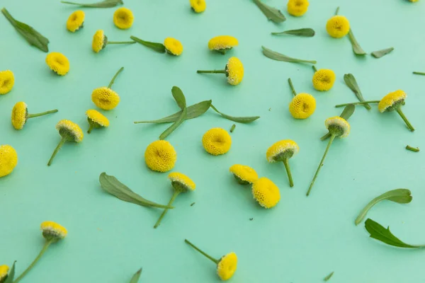 Liczne Żółte Kwiaty Liście Rozrzucone Zielonym Tle Kwiat Wiosna Lato — Zdjęcie stockowe