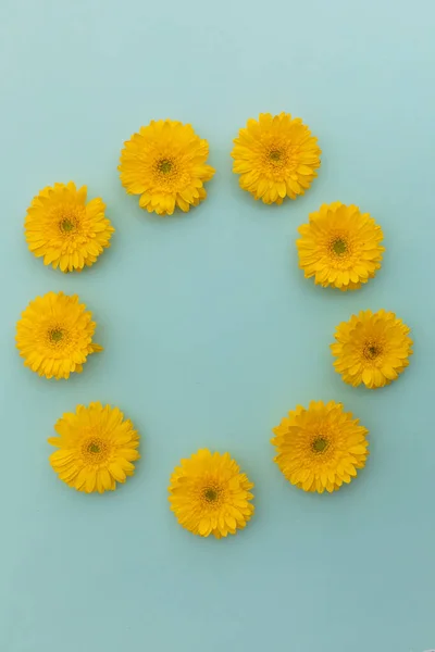 Flores Gerbera Amarelas Dispostas Círculo Sobre Fundo Azul Flor Primavera — Fotografia de Stock