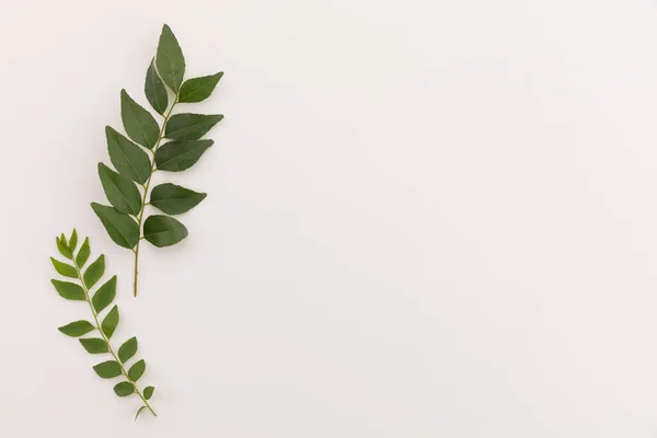 Meerdere Groene Bladeren Twijgen Liggend Witte Achtergrond Natuur Plant Versheid — Stockfoto