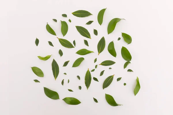 Gruppe Von Mehreren Grünen Blättern Kreis Auf Weißem Hintergrund Verstreut — Stockfoto