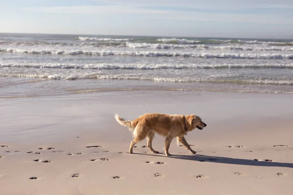 Vista Del Perro Mascota Golden Retriever Caminando Por Playa Familia —  Fotos de Stock