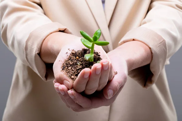 Midsection Caucasian Businesswoman Holding Plant Seedling Isolated Grey Background Business — Stock Photo, Image