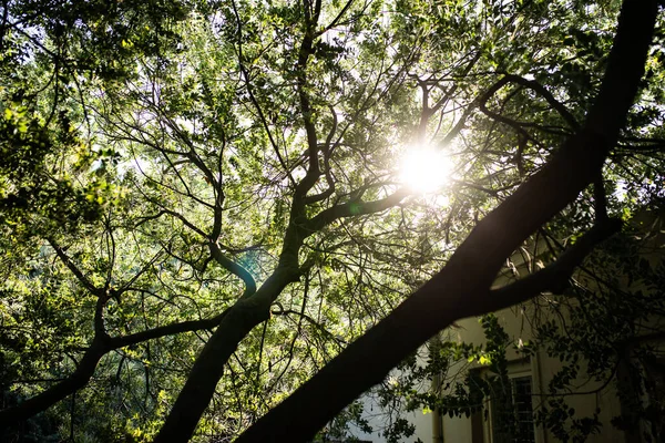 Celkový Pohled Větve Stromů Slunné Zahradě Krása Přírodě Růst Koncept — Stock fotografie