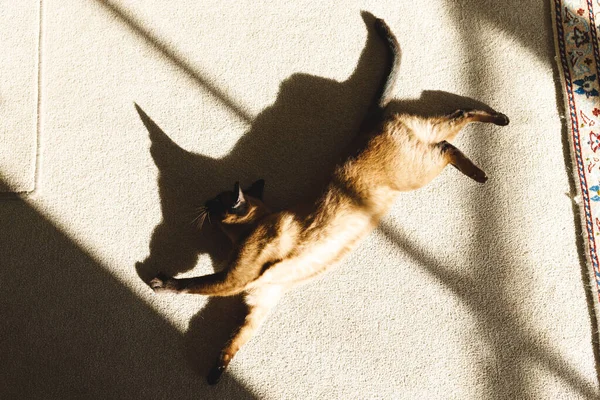 태양이 내리쬐는 누워서 거실에 늘어뜨린 귀여운 고양이의 사진을 찍는다 집에서 — 스톡 사진