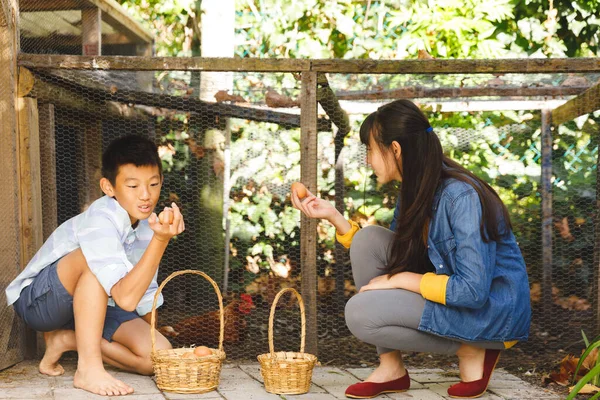 Азиатский Брат Сестра Собирают Яйца Курятника Саду Органические Продукты Самодостаточность — стоковое фото
