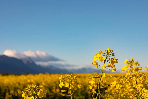 Closeup Flor Amarela Paisagem Rural Com Céu Sem Nuvens Ambiente — Fotografia de Stock